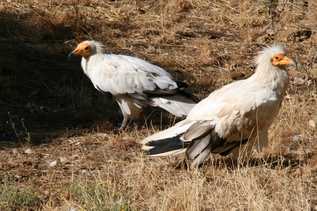 Las Grullas Naturistencamping - Camping, Cottage, Extremadura, Vogels, Spanje, Naturistencamping